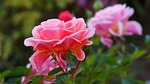rose, flower, nature