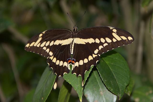 Free Nature Insect photo and picture