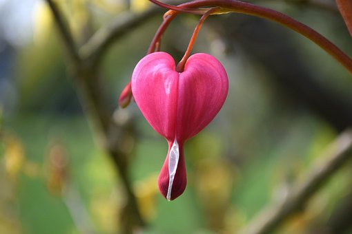 Free Heart Nature photo and picture