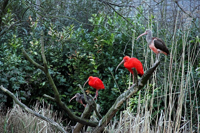Natur, Draußen, Rot, Glückliches Dorf