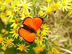nature, flower, plant