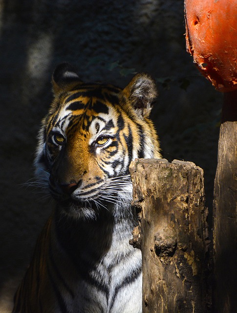 Dieren In Het Wild, Zoogdier, Kat, Dier