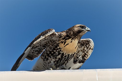 Vogel, Dieren In Het Wild, Natuur, Dier