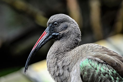 Vogel, Dieren In Het Wild, Natuur, Dier