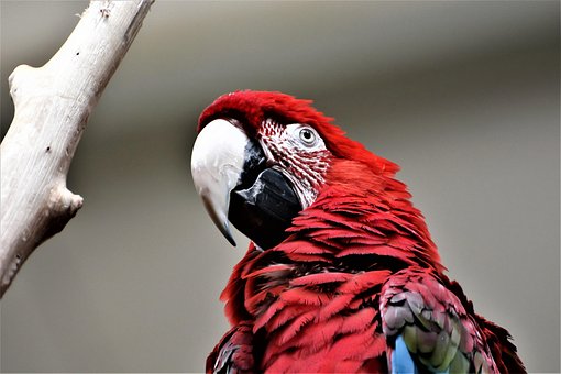 Vogel, Dieren In Het Wild, Natuur, Dier