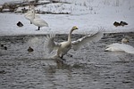 animal, lake, waterside