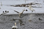 animal, lake, waterside