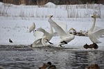 animal, lake, waterside