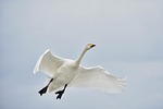 animal, sky, bird