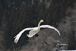 animal, wood, bird