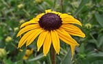 nature, flower, rudbeckia brilliant