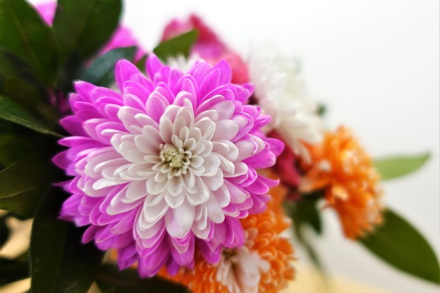 Blume, Natur, Pflanze, Floral, Farbe