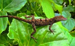 lizard, reptile, nature