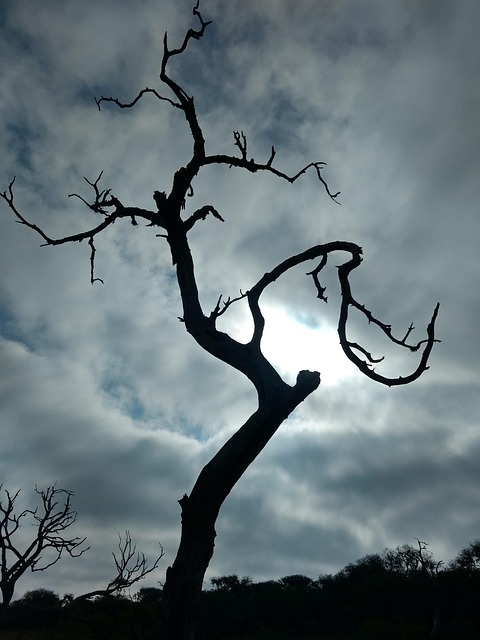 Free Tree Nature photo and picture