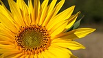 sunflower, summer, yellow