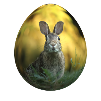 Free Easter Bunny photo and picture
