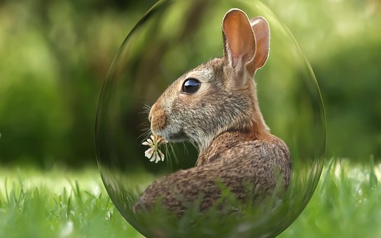 Free Easter Holiday photo and picture