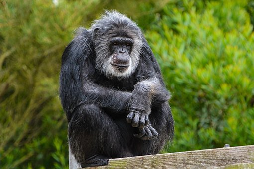 Dier, Zoogdier, Aap, Dieren In Het Wild