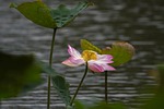 lotus, flower, lotus leaf