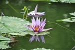 lotus, nature, flower