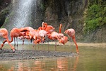 pink flamingo, bird, body of water