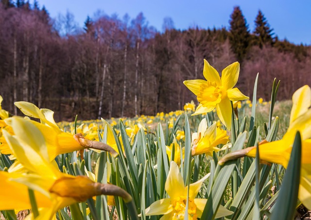 Natur, Smukke Blomster, Gul Påskelilje