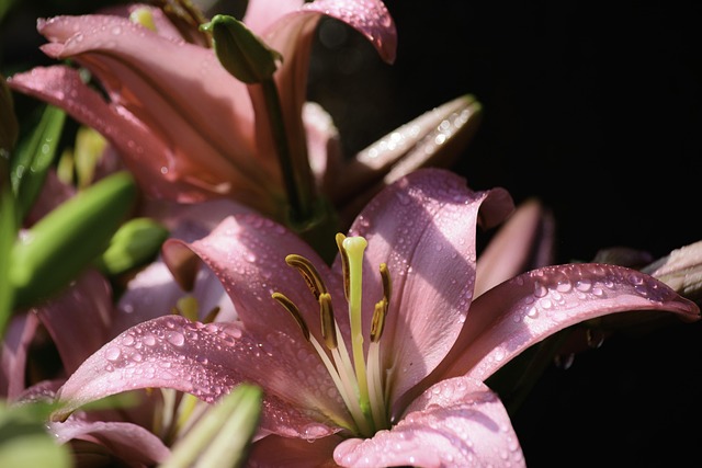Pinke Blumen, Schöne Blumen, Blume