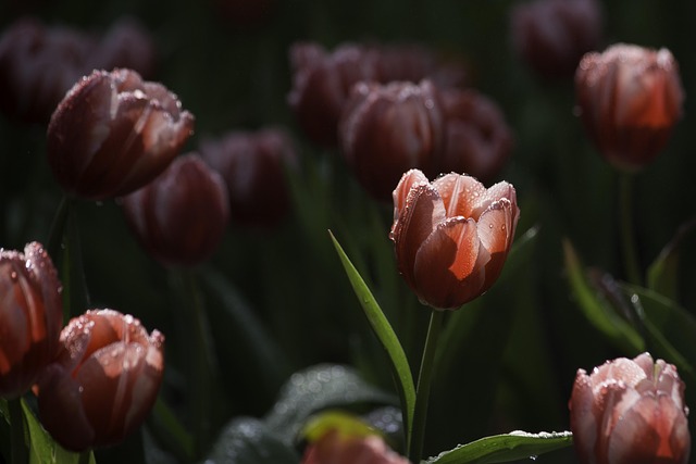 Tulip, Rosa Tulpen, Blume, Rosa