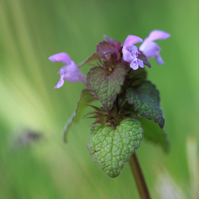 Free Nature Beautiful Flowers photo and picture