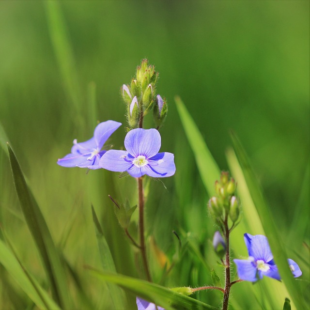 Free Nature Beautiful Flowers photo and picture
