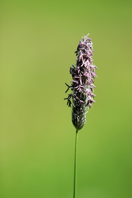 Free Nature Plant photo and picture