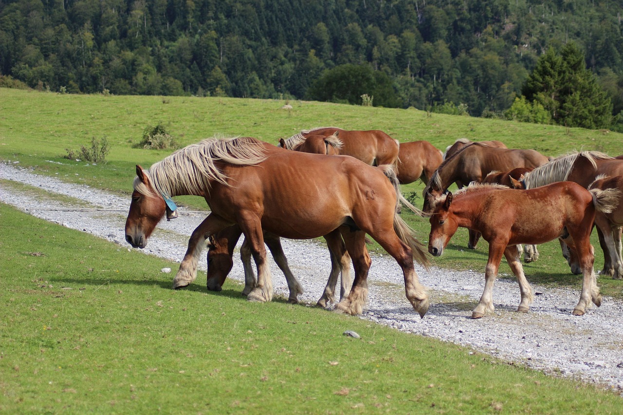 Prairie - free online jigsaw puzzle photo