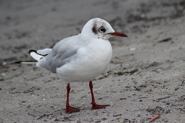 Free Bird Wildlife photo and picture