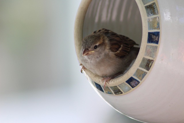 Free Wildlife Nature photo and picture