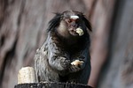 wildlife, monkey, primates