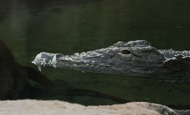 Körper Von Wasser, Krokodil, Kalt