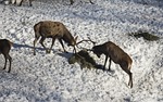 snow, winter, cold