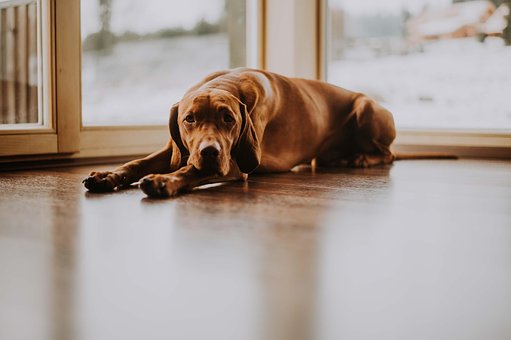 Vižla, Perro, Sabueso, Amigo, La Caza