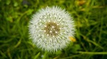 dandelion, nature, lawn