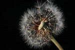 dandelion, flower, macro