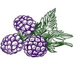 blackberry, fruit, berry