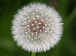 taraxacum, flower, plant