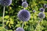 plant, summer, thistle