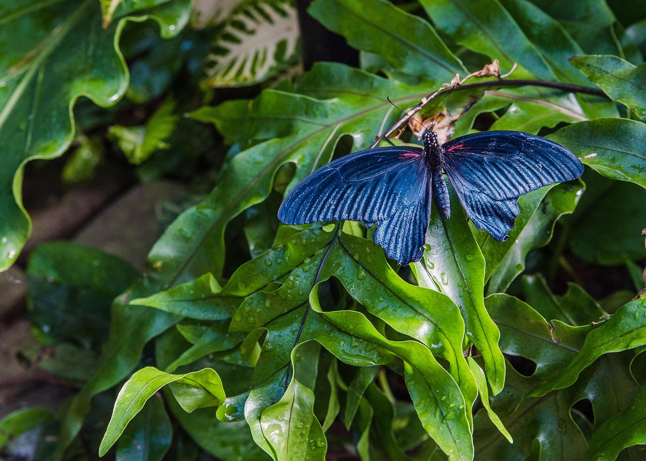 nature, leaf, flora, outdoors, garden, butterfly, greenhouse, conservatory