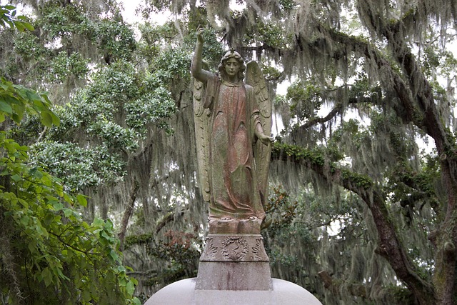 Free Tree Travel photo and picture