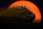 animal, lizard, iguana