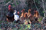 nature, birds, outdoor