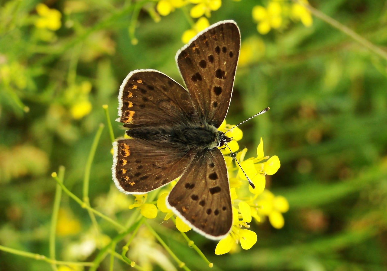 Schmetterlinge Tagsüber Natur - Kostenloses Foto auf Pixabay - Pixabay