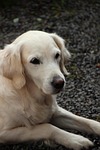 golden retriever, dog, cute