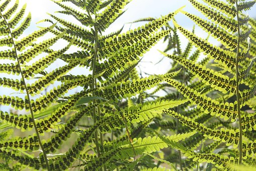 Samambaia, Minhoca Samambaia, Verde